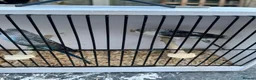 Budgerigars birds for sale: Stunning mutations  - Advert 28