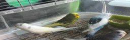 Budgerigars birds for sale: Baby budgies 10 weeks old  - Advert 4