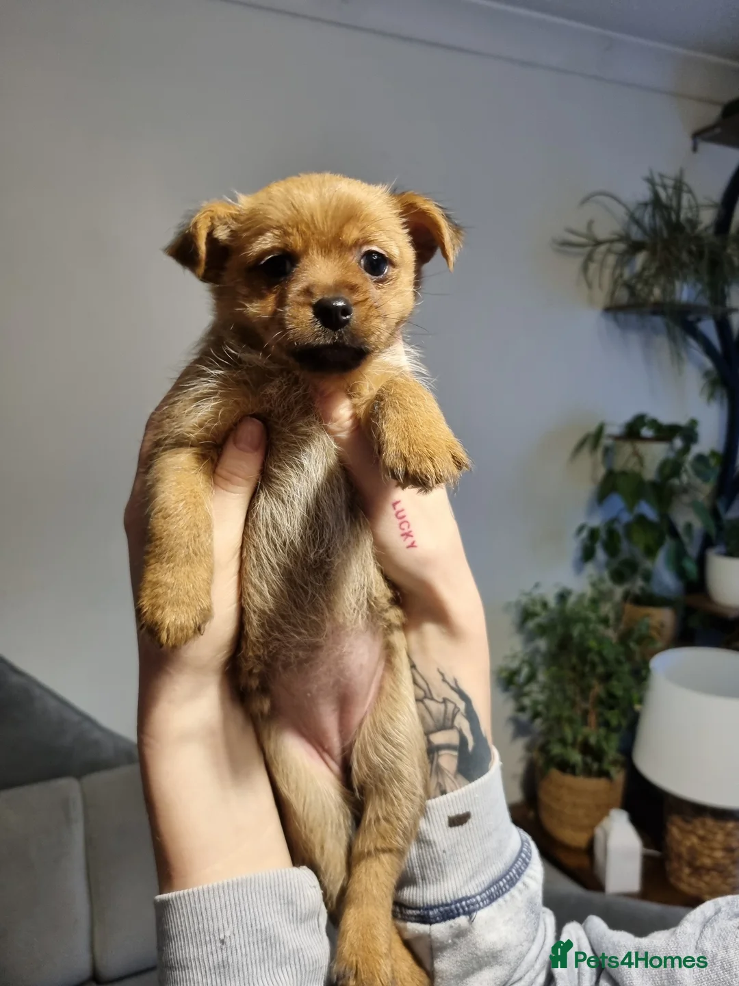 Mixed Breed dogs for sale: 3 Mixed breed puppies  - Advert 16