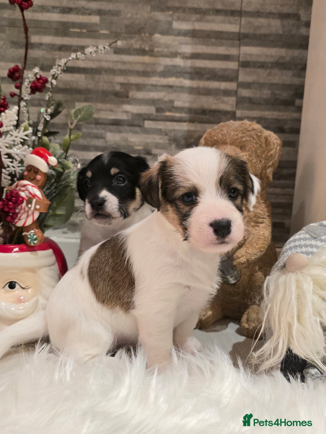 Mixed Breed dogs for sale: Five beautiful Jack Russel puppies for sale - Advert 18
