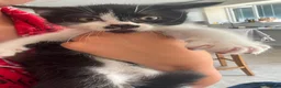Mixed Breed cats for sale: READY NOW - Advert 1