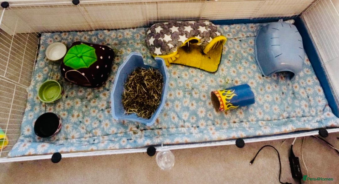 Guinea Pig rodents for sale: Pair of male guinea pigs, both 7 months old - Advert 4