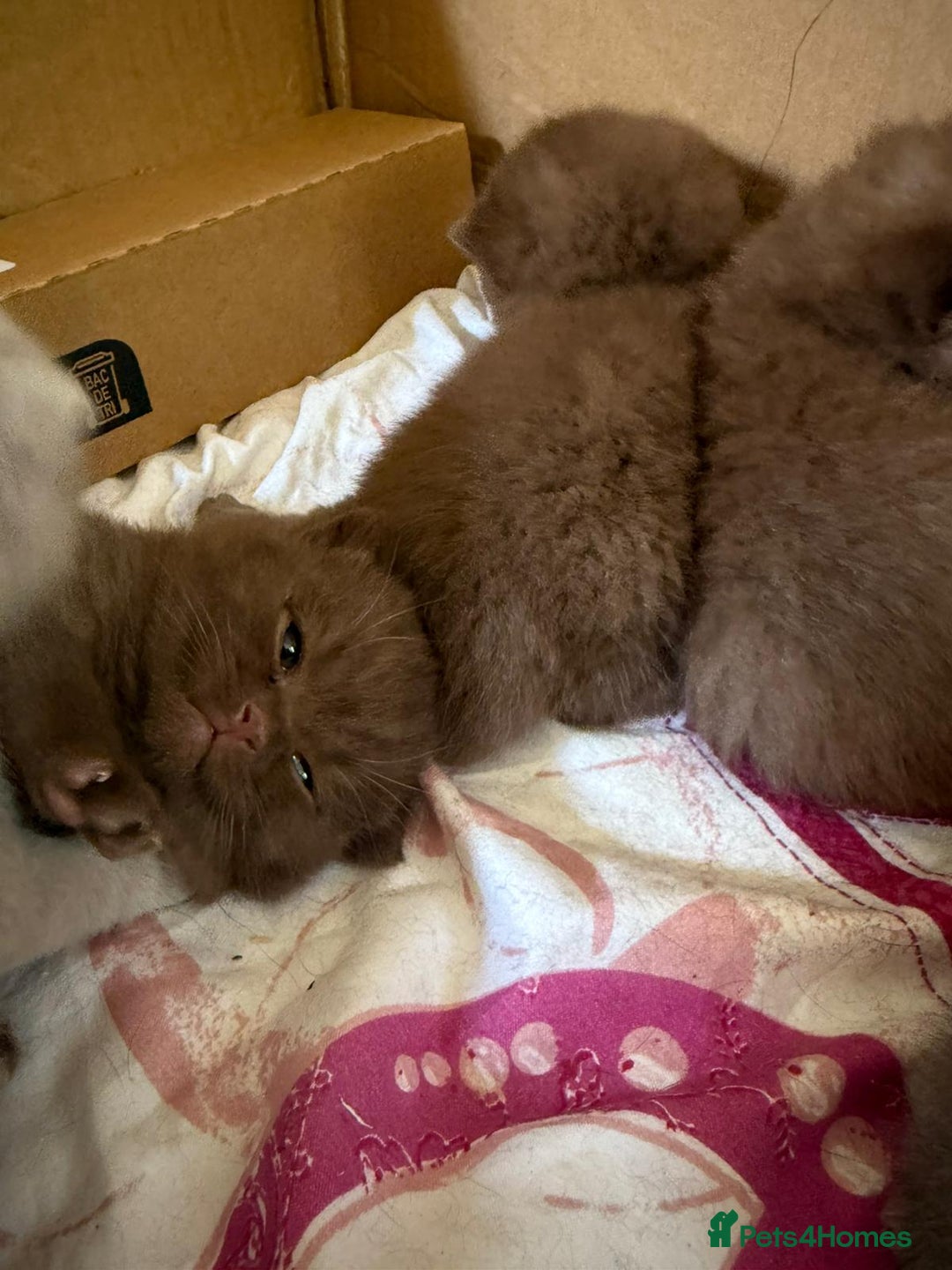 British Shorthair cats for sale: Pure British short hair kittens  - Image 2