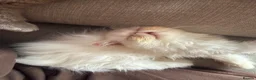 Persian cats for sale: Odd eyed male kitten  - Advert 31