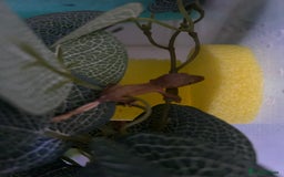 Gecko reptiles for sale: Crested geckos  - Image 7