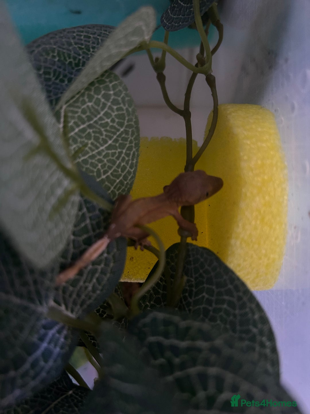 Gecko reptiles for sale: Crested geckos  - Image 7