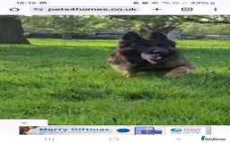 German Shepherd dogs for stud: STUD DOG GERMAN SHEPHERD LONG COAT  in Yeovil - Image 6