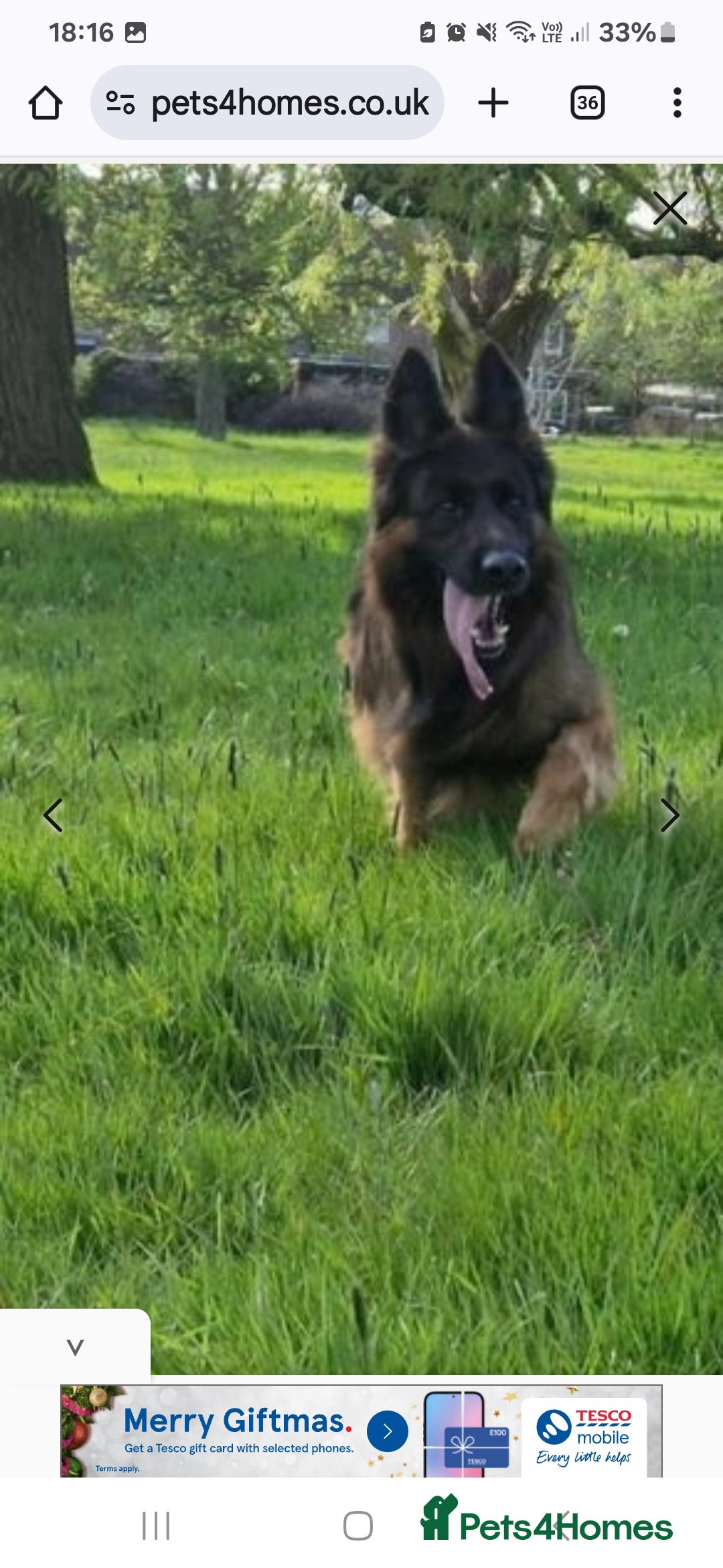 German Shepherd dogs for stud: STUD DOG GERMAN SHEPHERD LONG COAT  in Yeovil - Image 6