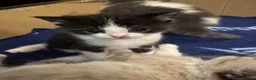 Mixed Breed cats for sale: 1 boy left other 2 have been found a home  in Chatham - Advert 4