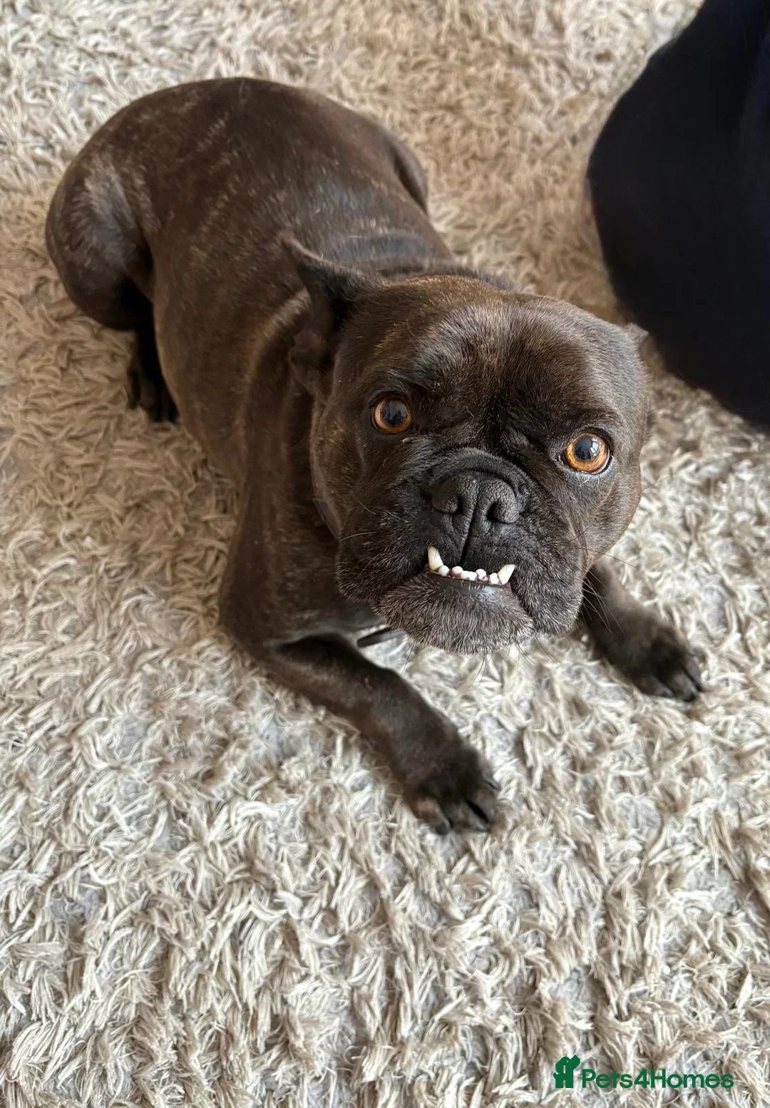 Mixed Breed dogs for sale: French bulldog looking forever home in Newport - Advert 5