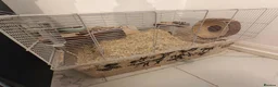 Gerbil rodents for sale: Two female gerbils for sale  - Advert 8
