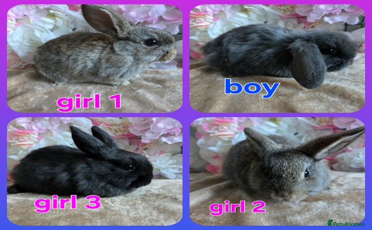 Mini Lop rabbits ♥️Very friendly mini lop babies available ♥️ - Advert 13