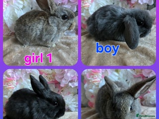 Mini Lop rabbits ♥️Very friendly mini lop babies available ♥️ - Advert 12