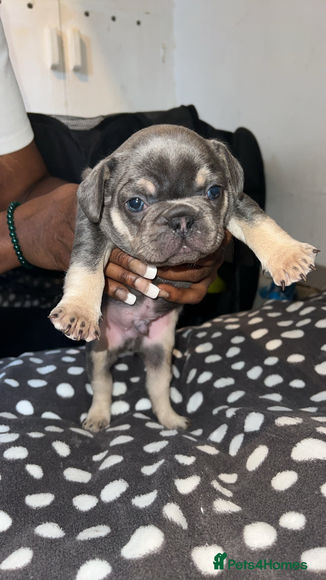 French Bulldog dogs for sale: French bulldogs Puppies - Advert 4