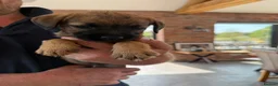 Border Terrier dogs for sale: Border terrier puppies  - Advert 3
