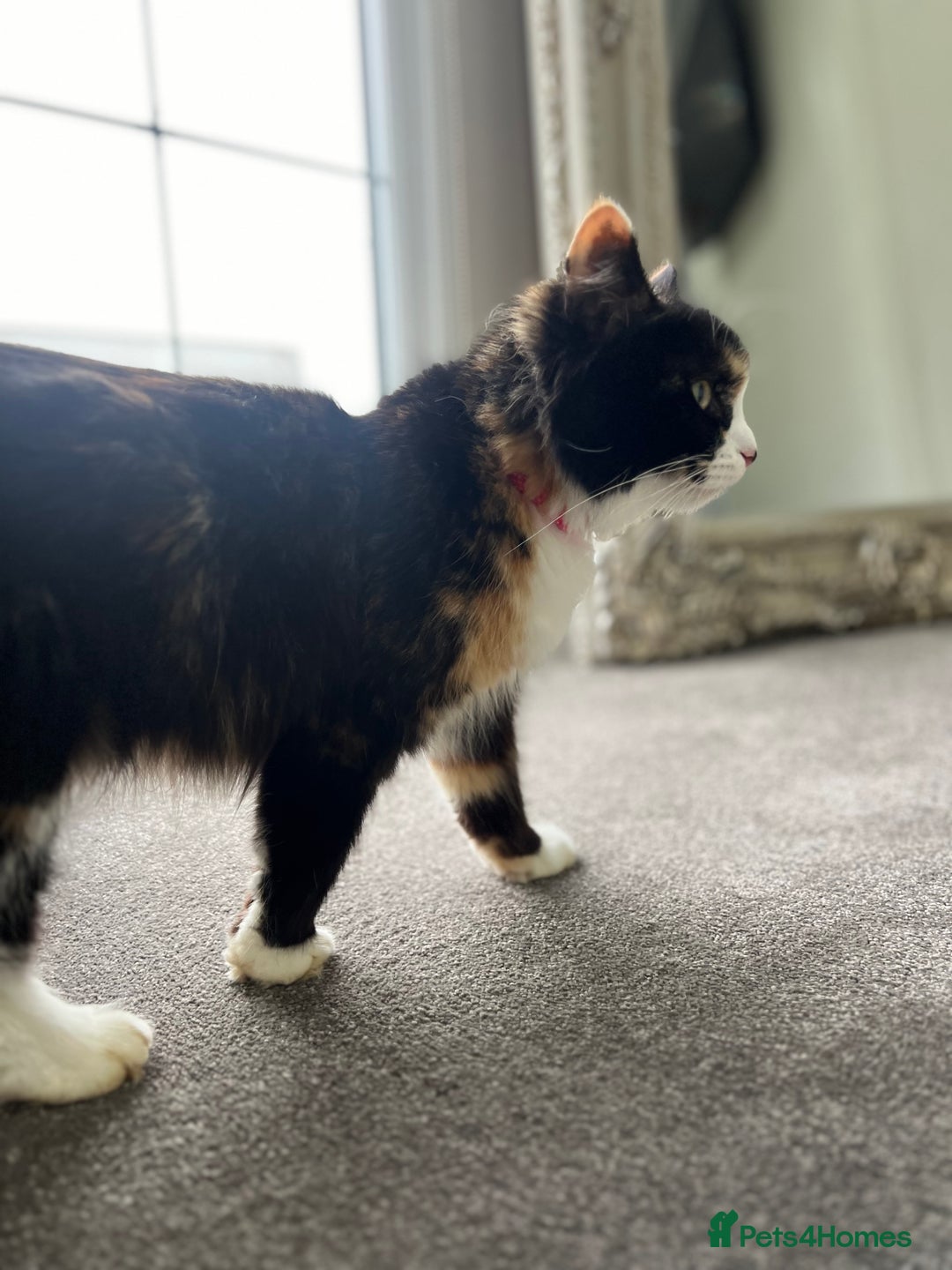 Mixed Breed cats for sale: Beautiful cat for adoption - Advert 4