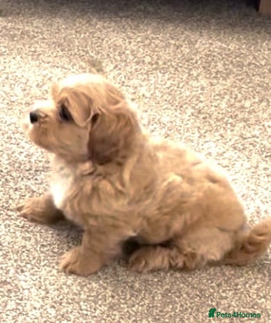 Mixed Breed dogs Shihchon male - Advert 5