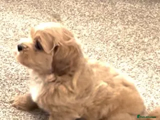 Mixed Breed dogs Shihchon male - Advert 5