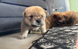 Chow Chow dogs for sale: chow chow puppies  - Image 16