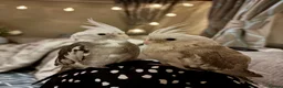 Cockatiels birds for sale: Two hand-reared, exceptionally tame cockatiels - Advert 4