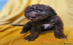 Mixed Breed dogs for sale: Miniature labradoodle cockapoo bedlington pup - Image 33