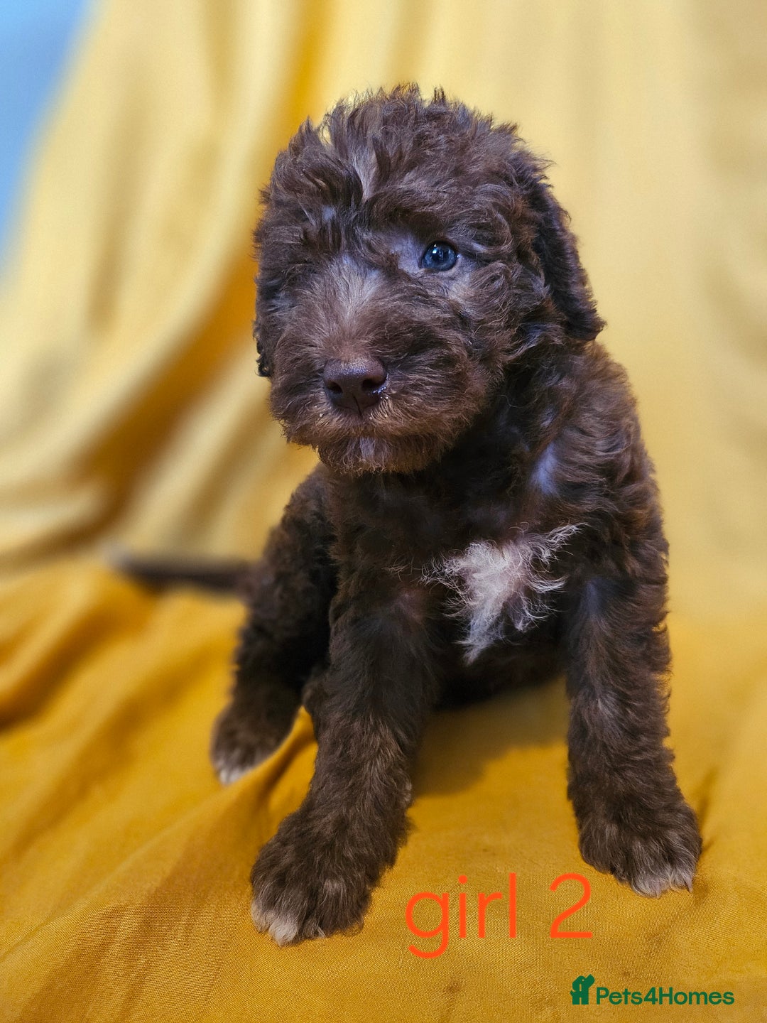 Mixed Breed dogs for sale: Miniature labradoodle cockapoo bedlington pup - Image 33