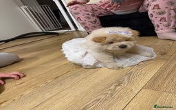 Chow Chow dogs for sale: Chow Chow white female! - Image 3