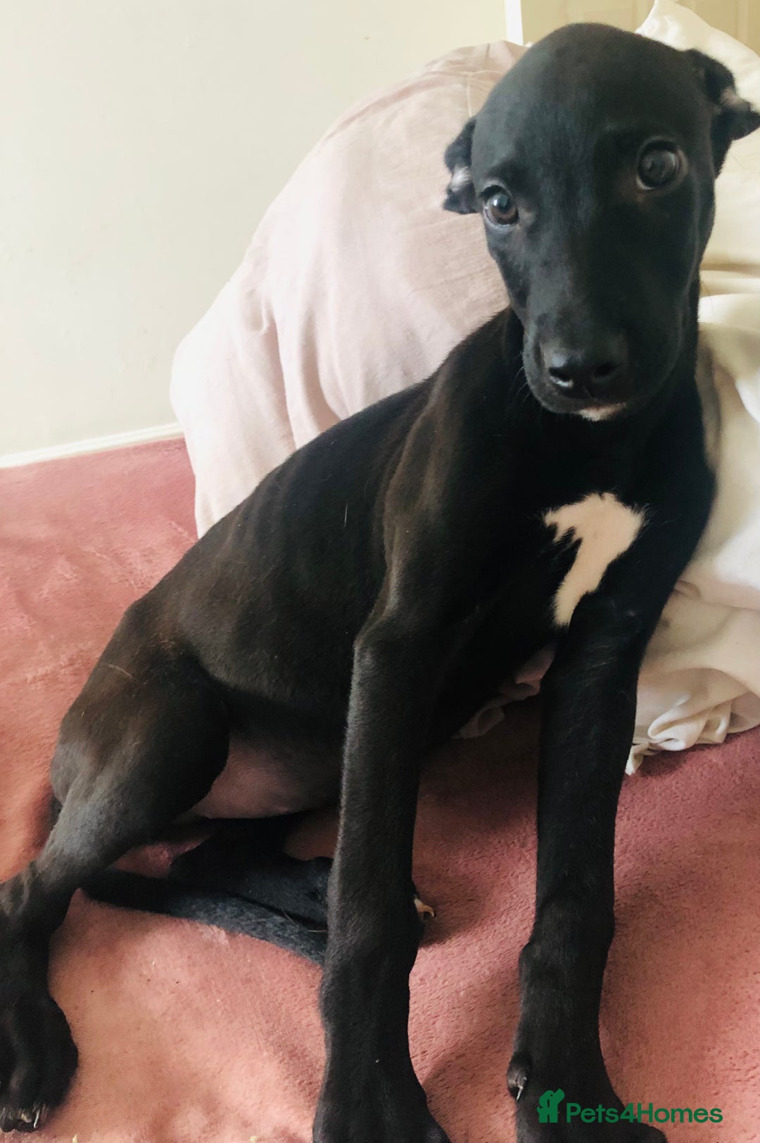 Lurcher dogs for sale: Stunning bull x puppies LAST GIRL REMAINING - Image 12