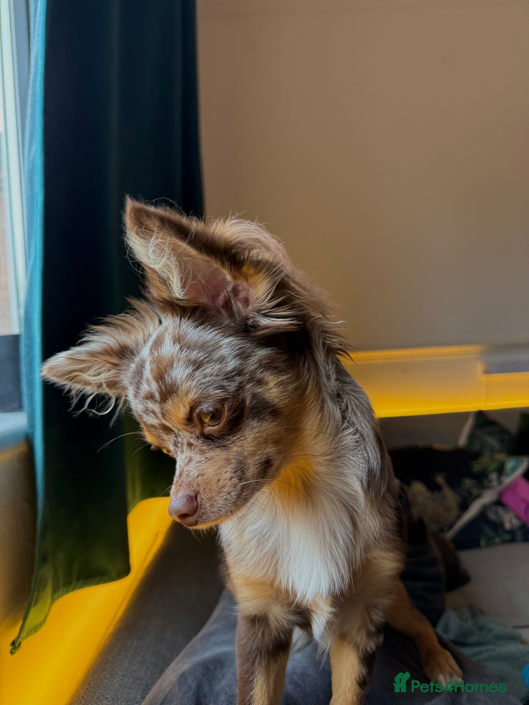 Chihuahua dogs for sale: Chocolate merle chihuahua  - Image 2