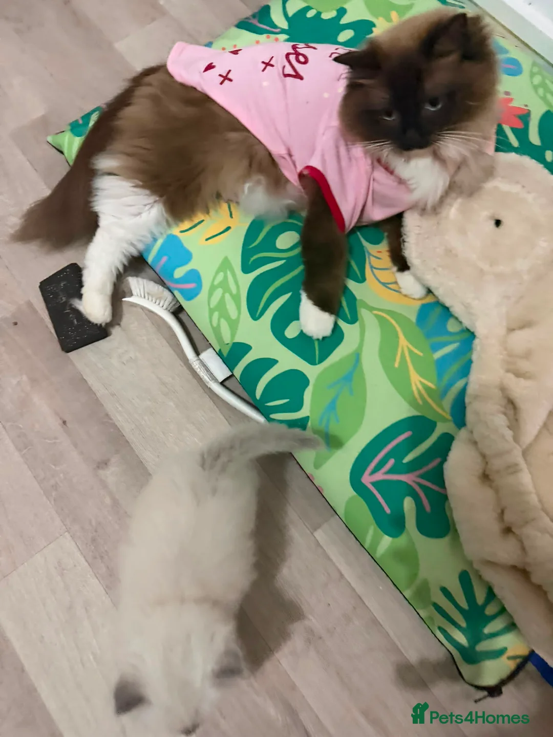Ragdoll cats for sale: Ragdoll Kittens 🏆 Champ bloodlines  - Advert 2