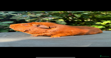 Guinea Pig rodents - Advert 7