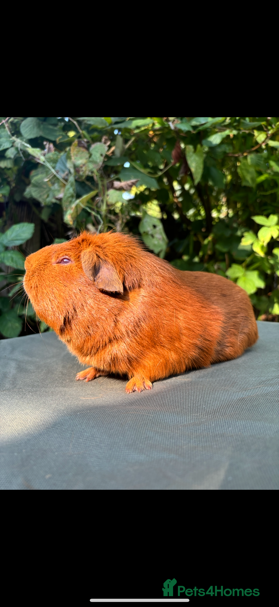 Guinea Pig rodents for sale: 2 pairs and Kavee cage - Image 2