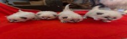 Ragdoll cats for sale: Ragdoll blue point kittens  - Advert 5