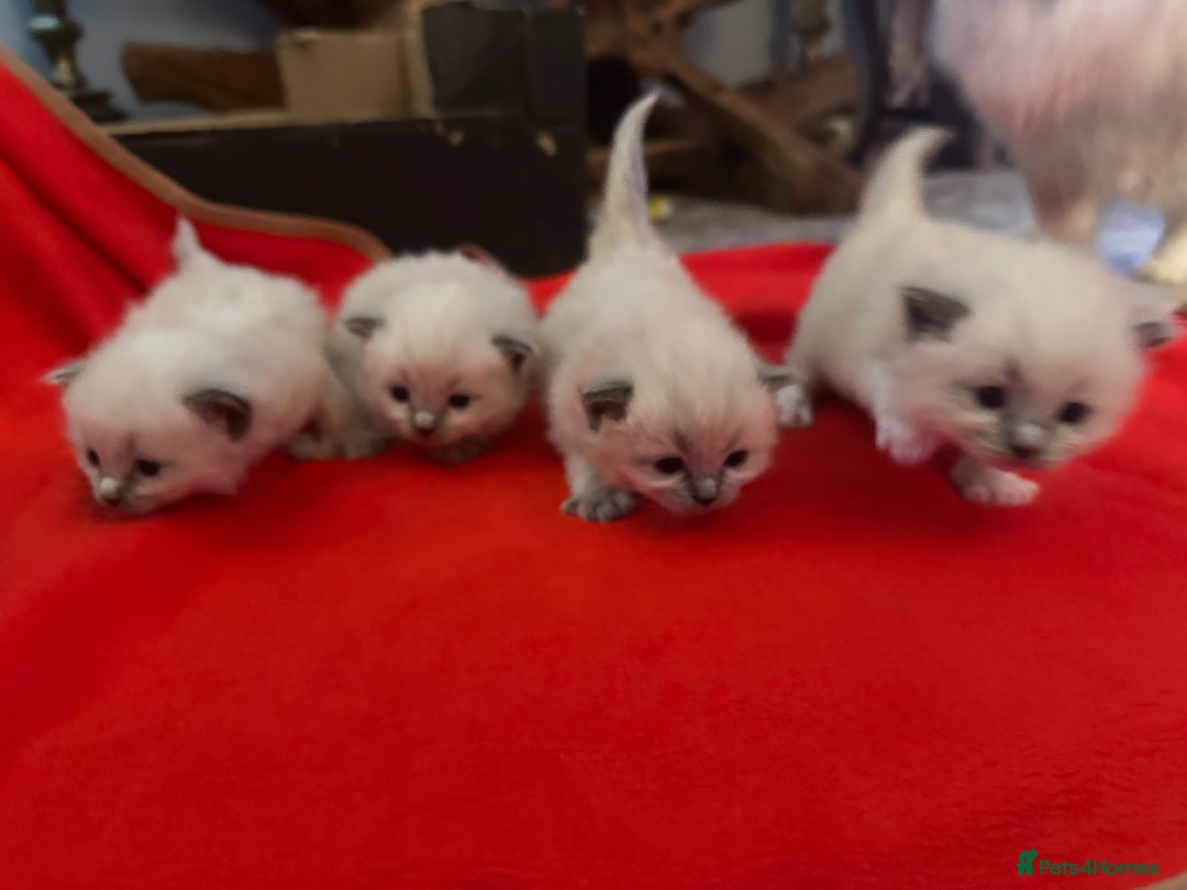 Ragdoll cats for sale: Ragdoll blue point kittens  - Advert 5