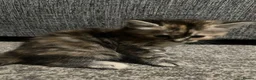 Mixed Breed cats for sale: 5 super fluffy female kittens - Advert 13