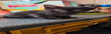Domestic Shorthair 2