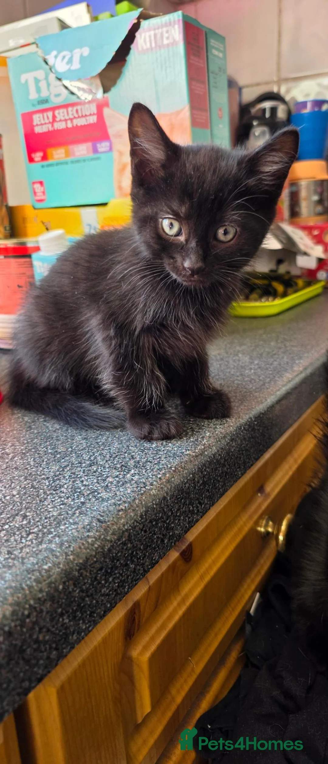 Domestic Shorthair cats for sale: 2 Kittens  - Advert 4
