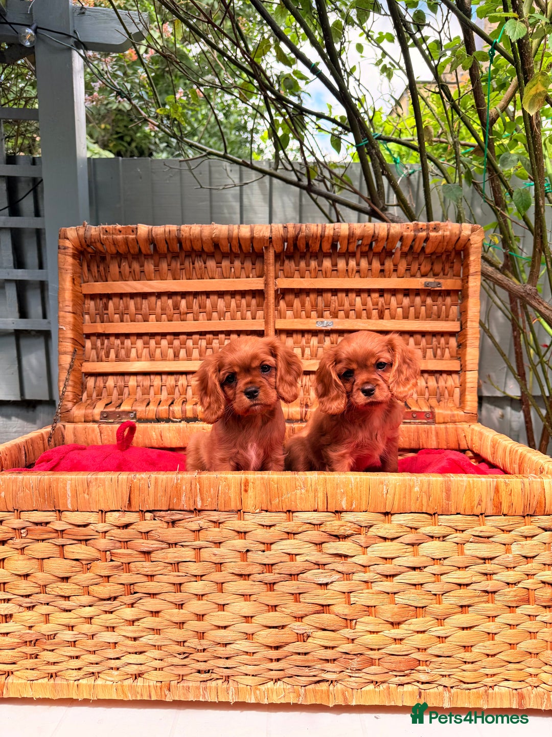 Cavalier King Charles Spaniel dogs for sale: Quality KC Health Tested Ruby CKCS Pups For  Sale - Image 8