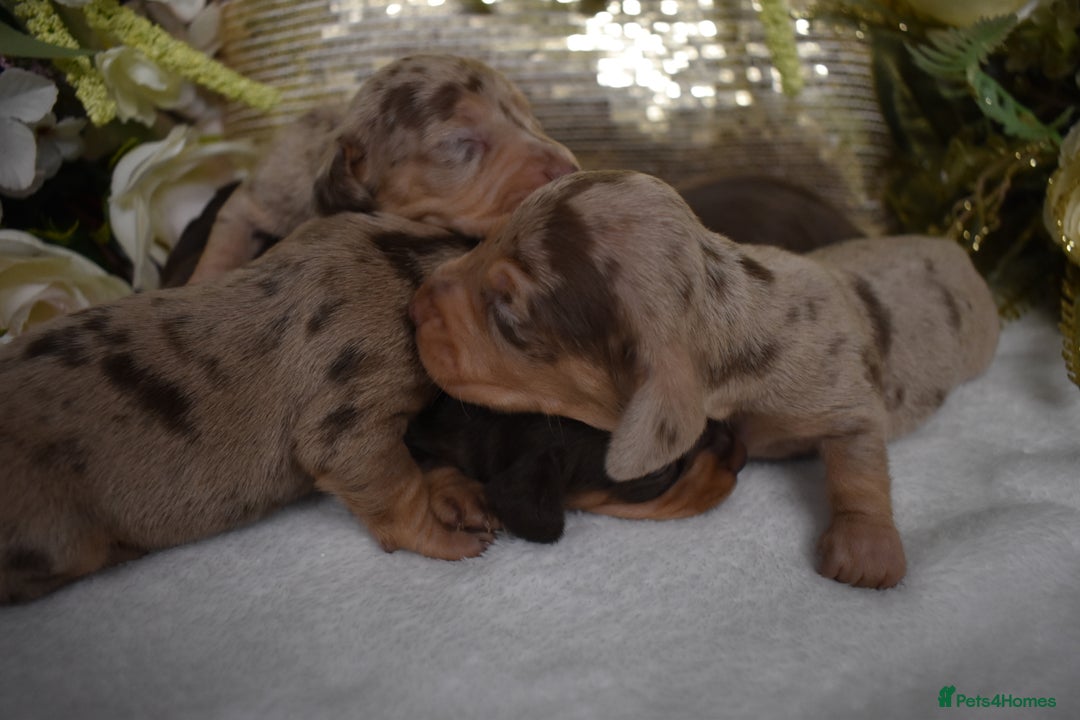 Miniature Dachshund dogs for sale: KC Smooth Coat Miniature Dachshund Puppies - Advert 2