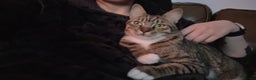 Mixed Breed cats for adoption: [Indoors Only] Cardini: Absolute Playful Cuddlebug - Advert 4
