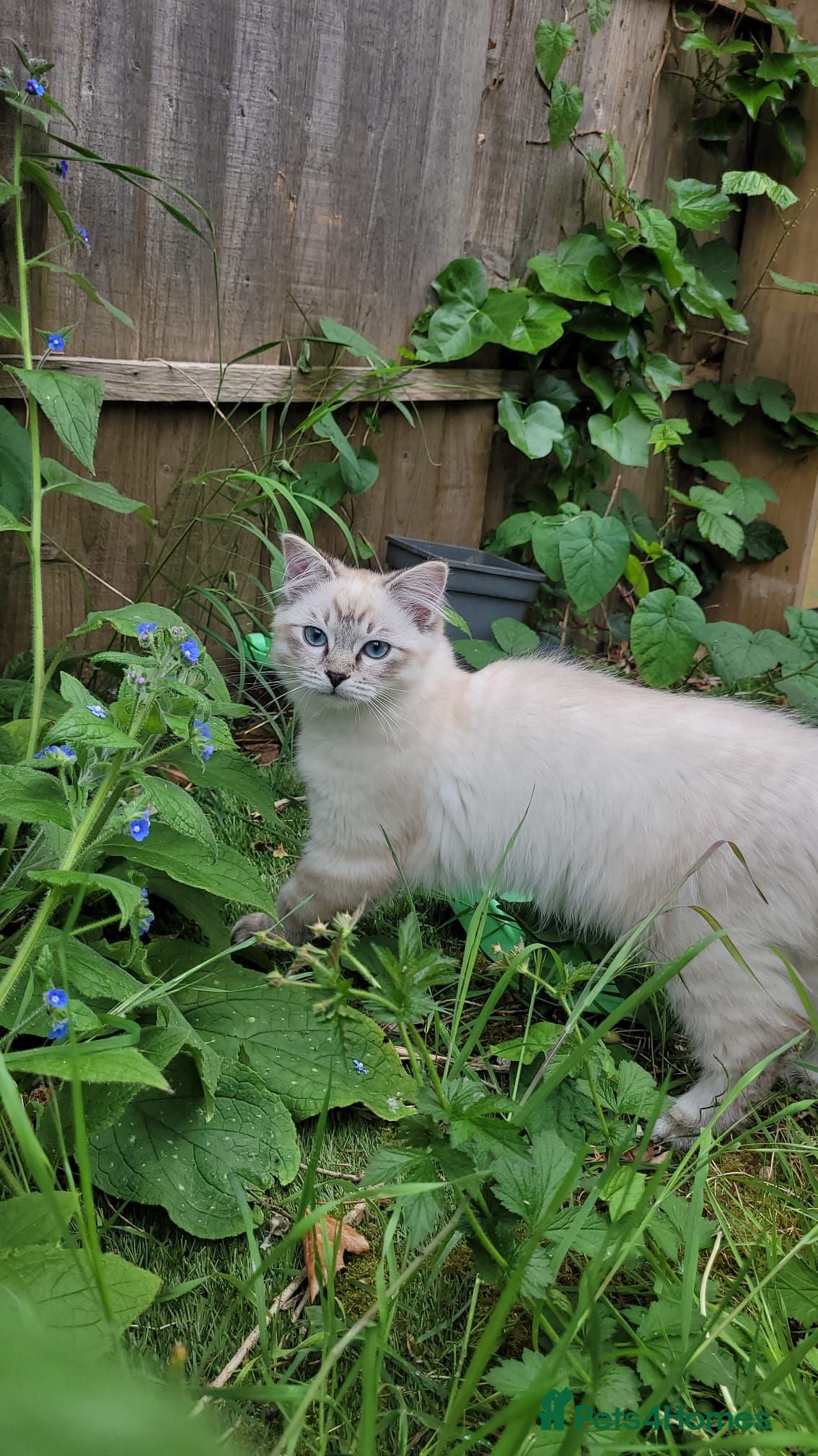 Persian cats Persian× British short hair(Perdolls) - Advert 1