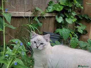 Persian cats Persian× British short hair(Perdolls) - Advert 3