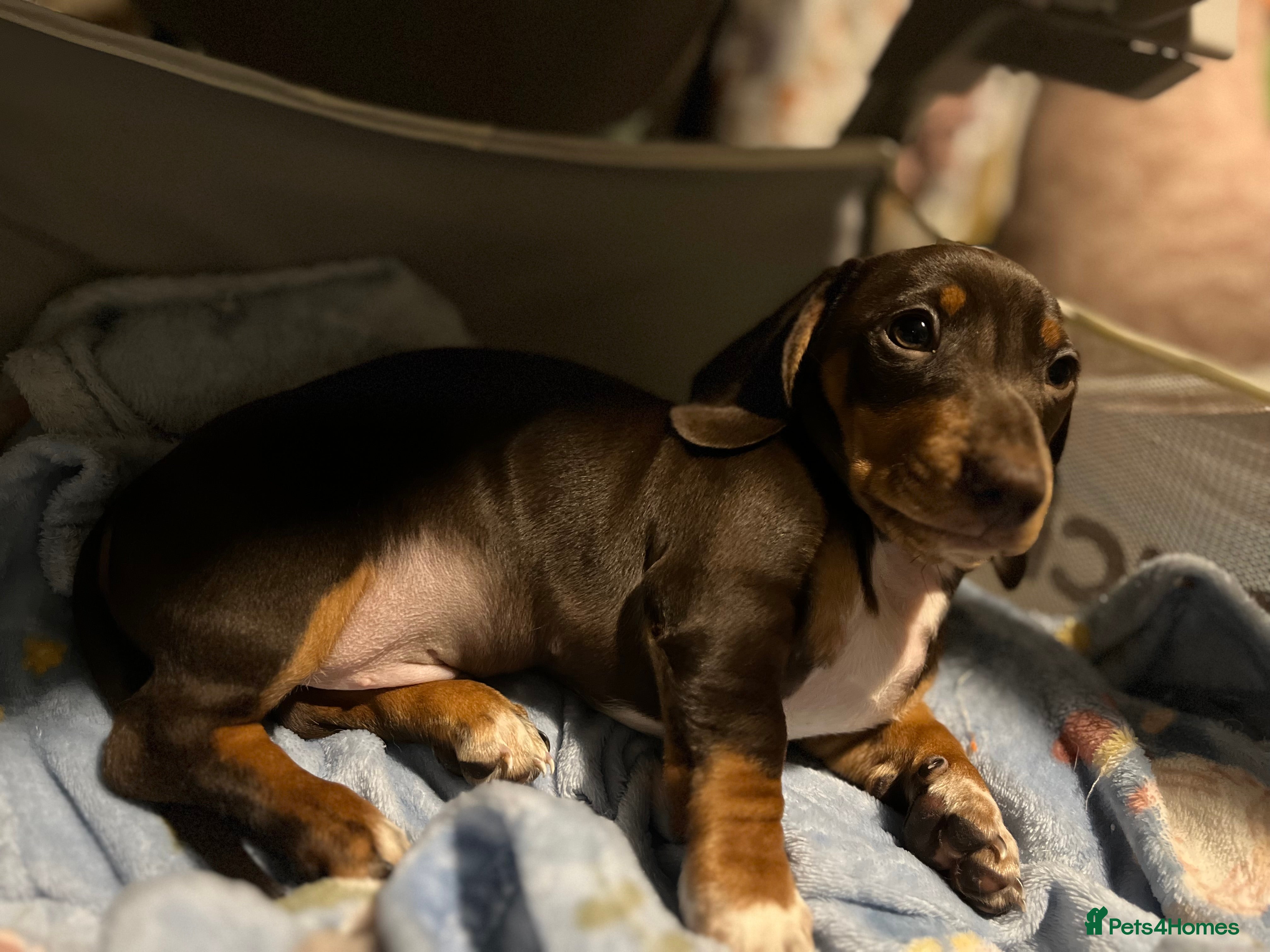 Miniature Dachshund dogs Theo and harry   -reduced  - Advert 2