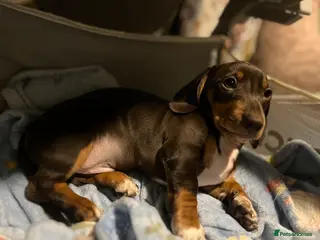 Miniature Dachshund dogs Theo and harry -reduced - Advert 2