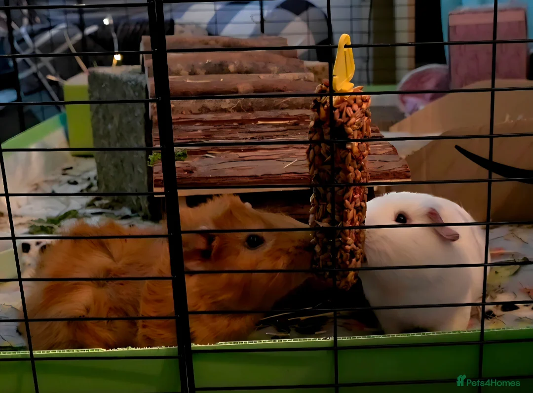 Guinea Pig rodents for sale: 2 male guinea pigs seeking forever home - Advert 3