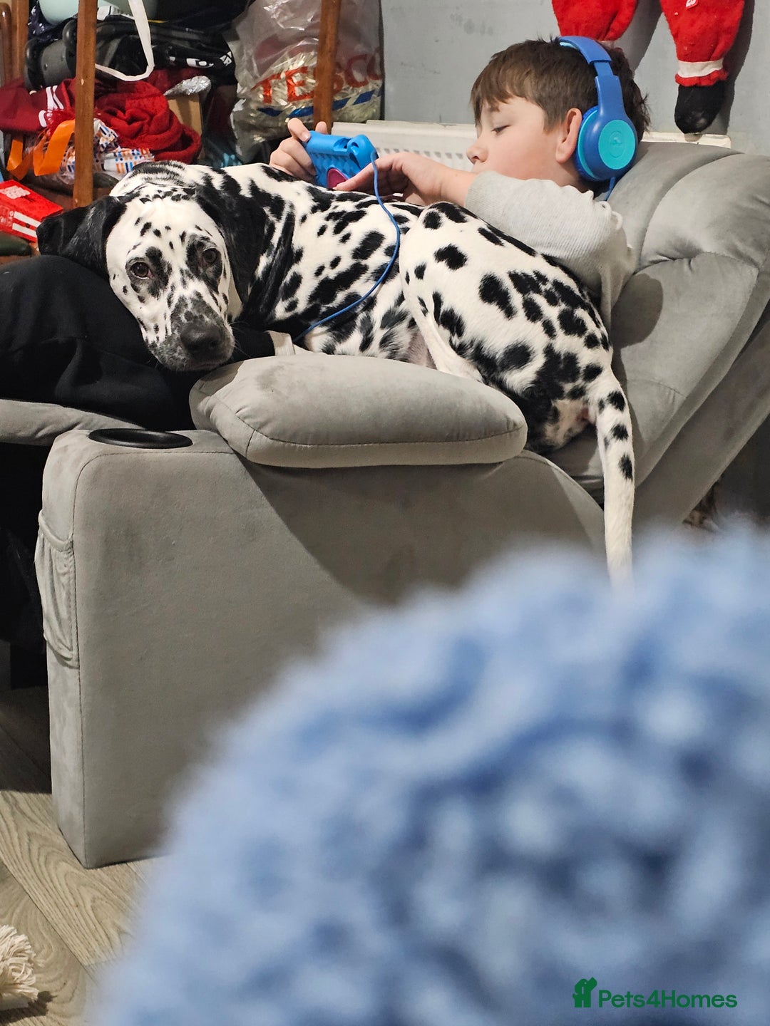Dalmatian dogs for sale: Beautiful female dalmatian  - Image 9
