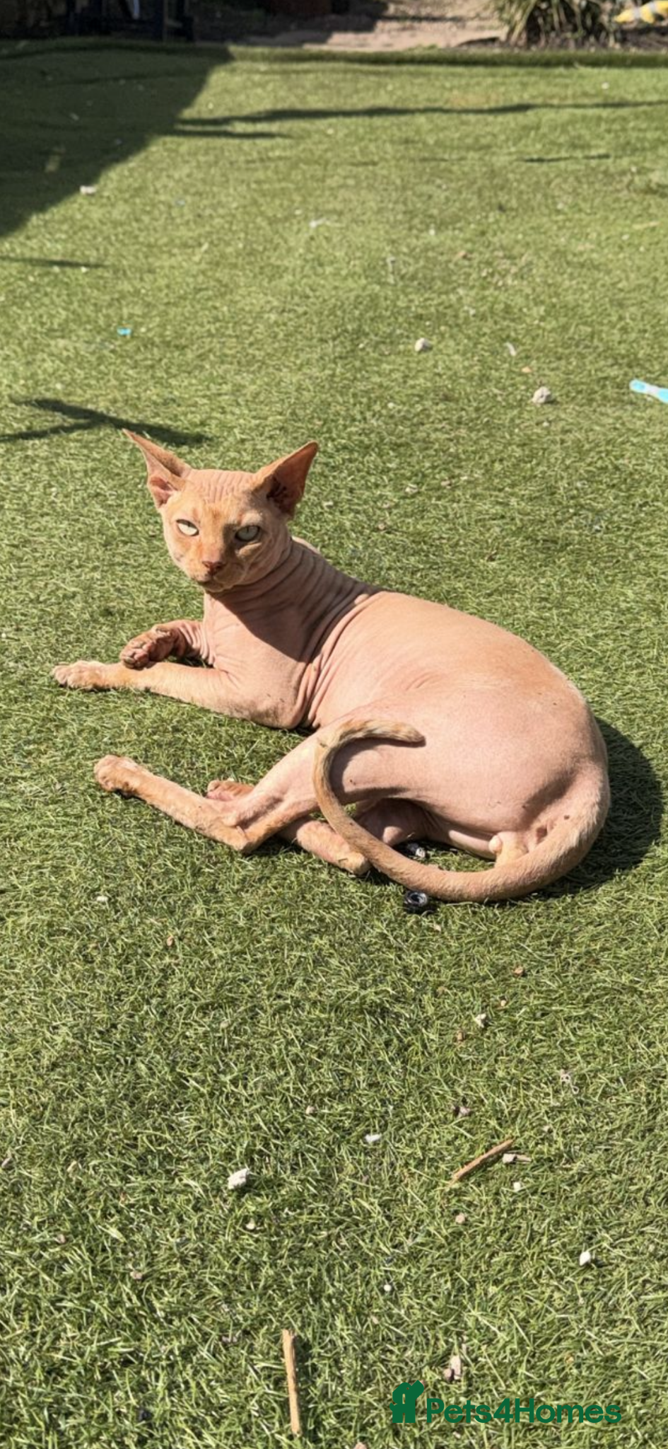 Sphynx cats Beautiful ginger boy for stud - Advert 2