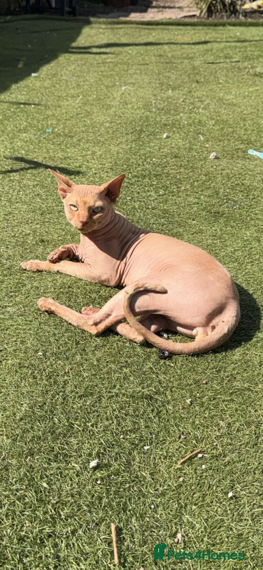 Sphynx cats for stud: Beautiful ginger boy for stud - Advert 1