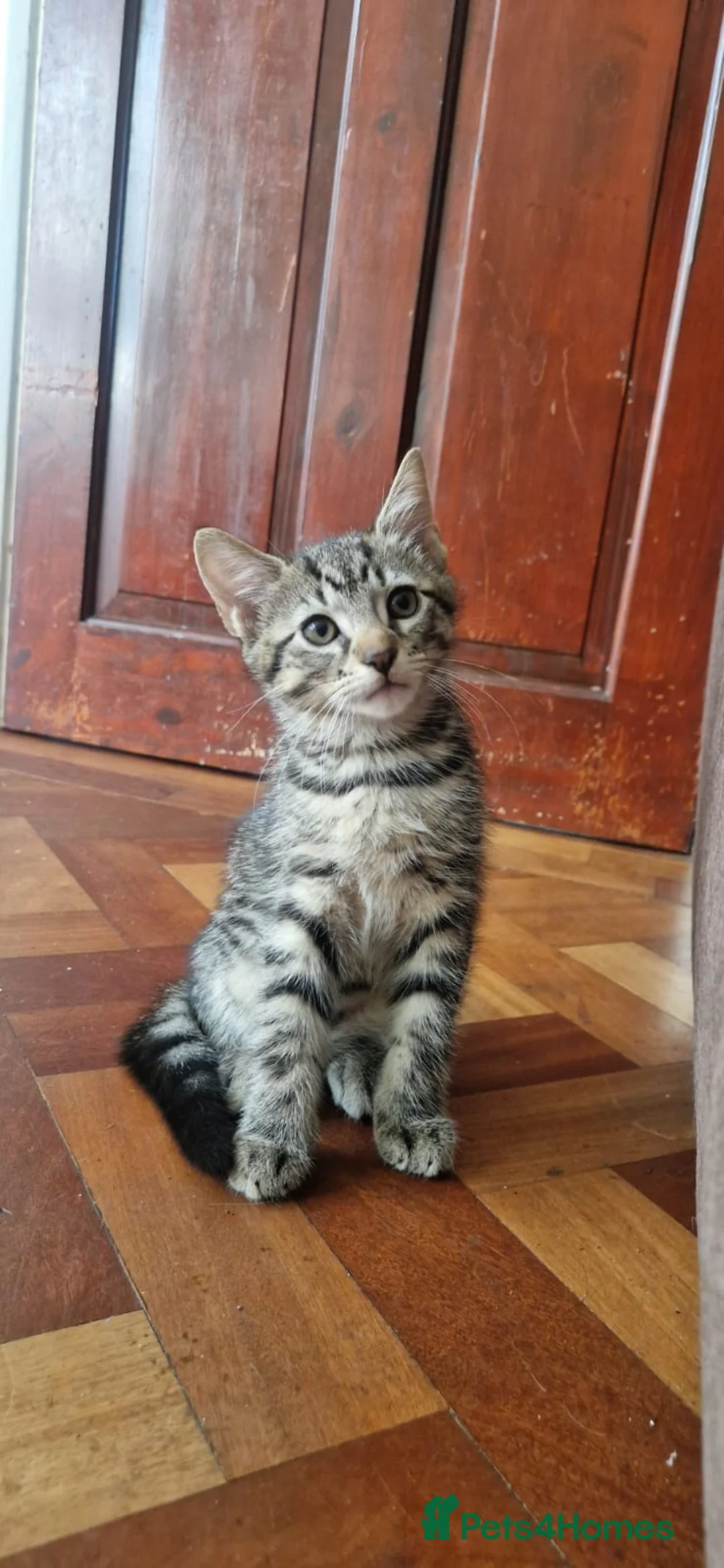 Mixed Breed cats for sale: Domestic Cat - Advert 14