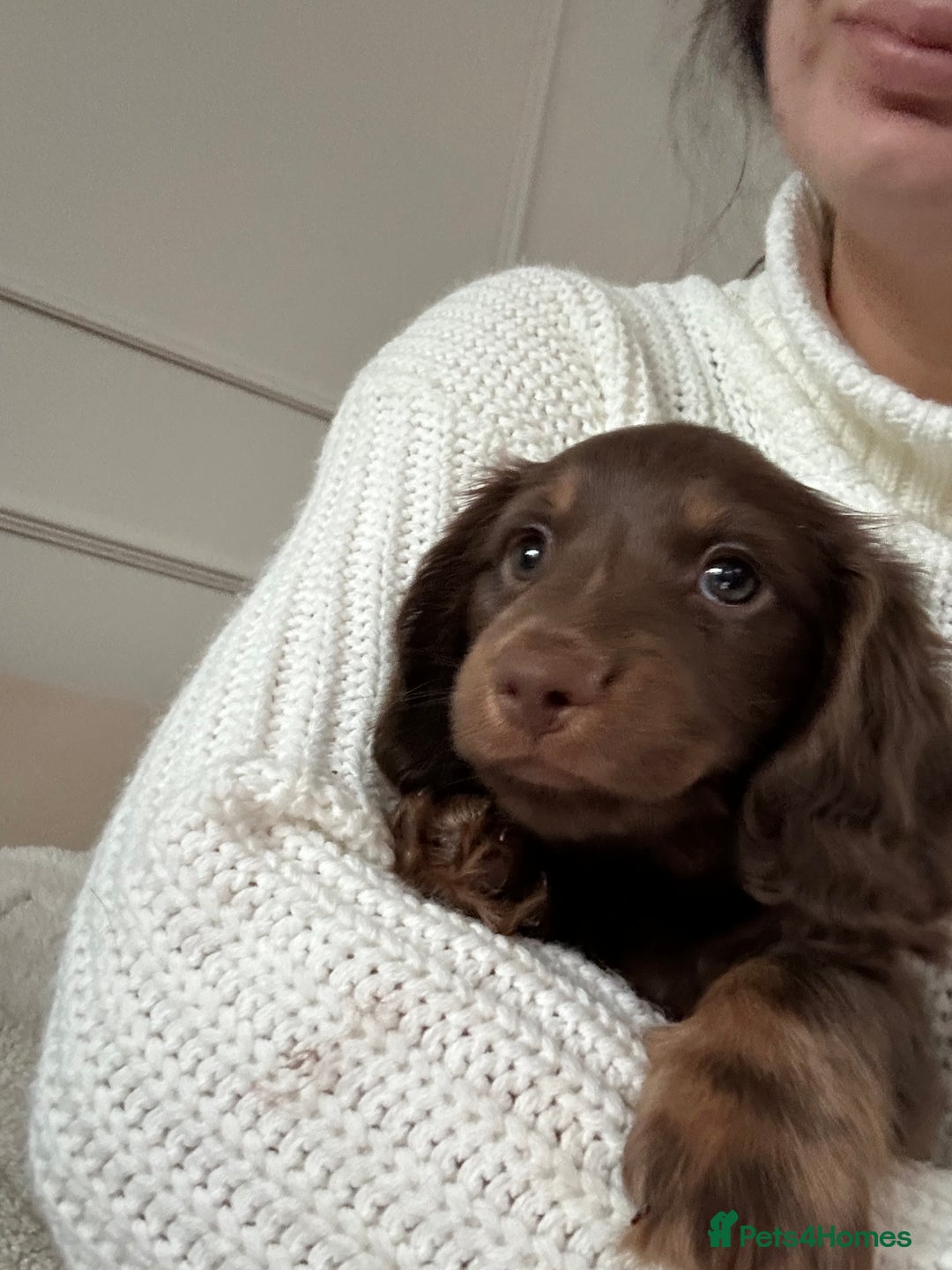 Miniature Dachshund dogs for sale: Chocolate litter of long hair mini dachshunds - Image 4